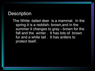 Description The White -tailed deer  is a mammal.  In the spring it is a reddish- brown,and in the summer it changes to gray - brown for the fall and the  winter .  It has lots of  brown fur and a white tail .  It has antlers to protect itself. 