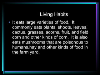 Living Habits It eats large varieties of food.  It commonly eats plants, shoots, leaves, cactus, grasses, acorns, fruit, and field corn and other kinds of corn.  It is also eats mushrooms that are poisonous to humans,hay and other kinds of food in the farm yard. 