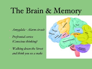 The Brain & Memory
Amygdala - Alarm circuit
Prefrontal cortex
(Conscious thinking)
Walking down the Street
and think you see a snake
 