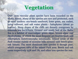 Vegetation
Over 1300 vascular plant species have been recorded on the
Wolin Island. Many of the species are rare and protected, such
us sand binders: sea-beach sandwort, lyme grass, sea rocket,
spiny saltwort, and salt water plants - halophytes (about 30
species). Steep slopes of the cliffs are densely overgrown by
common sea buckthorn. Ground and sandy bed of the Baltic
Sea is a habitat of macroalgae: green algae, brown algae and
rhodophytes, of which the most frequent are bladderwack and
chlorophyte Entetromorpha intestinalis. Inland areas of the
Park consist mainly of moraine hills covered with beech-pine-
oak forests. The most dominant tree species is though pine,
which overgrows 68% of the inland Park area. Beech and oak
cover respectively 23% and 7%, and other tree species the rest.
 