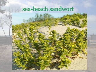 sea-beach sandwort
 