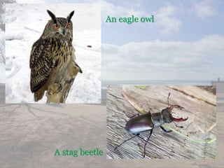 An eagle owl
A stag beetle
 