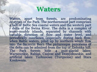 Waters
Waters, apart from forests, are predominating
ecotypes of the Park. The northernmost part comprises
a belt of Baltic Sea coastal waters and the western part
- delta of the Swina River. The delta is a complex of
water-muddy islands, separated by channels with
variable direction of flow and water level, and
periodically overflown (especially during back flow,
when Baltic waters, piled up by northern winds flow
into the Szczecin Bay). The picturesque panorama of
the delta can be admired from the top of Zielonka hill.
The Park forests hide 4 post-glacial lakes:
Warnowskie, Rabiąż, Czajcze and Domysłowskie, and
artificial lakes: Turkusowe (Turquoise) and Stara
Kredownia.
 