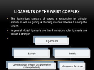 LIGAMENTS OF THE WRIST COMPLEX
• The ligamentous structure of carpus is responsible for articular
stability as well as guiding & checking motions between & among the
carpals.
• In general, dorsal ligaments are thin & numerous volar ligaments are
thicker & stronger.
•
Ligaments
Extrinsic
Connects carpals to radius ulna proximally or
metacarpals distally
Intrinsic
Interconnects the carpals
 