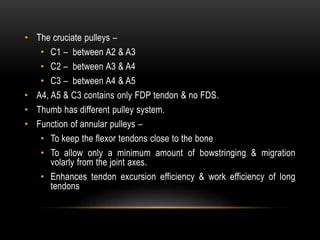 • The cruciate pulleys –
• C1 – between A2 & A3
• C2 – between A3 & A4
• C3 – between A4 & A5
• A4, A5 & C3 contains only FDP tendon & no FDS.
• Thumb has different pulley system.
• Function of annular pulleys –
• To keep the flexor tendons close to the bone
• To allow only a minimum amount of bowstringing & migration
volarly from the joint axes.
• Enhances tendon excursion efficiency & work efficiency of long
tendons
 