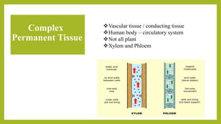 Complex
Permanent Tissue
Vascular tissue / conducting tissue
Human body – circulatory system
Not all plant
Xylem and Phloem
 