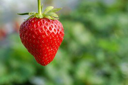 Strawberry Factory (ストロベリーファクトリー) いちご狩り