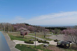 天都山桜公園の桜