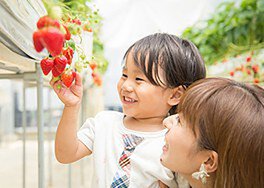 堺・緑のミュージアム ハーベストの丘 いちご狩り