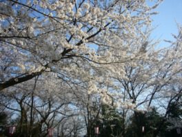 足羽山公園の桜