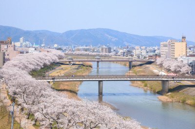 足羽川桜並木