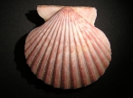 Aequipecten tehuelchus, author: Delsing, Jan