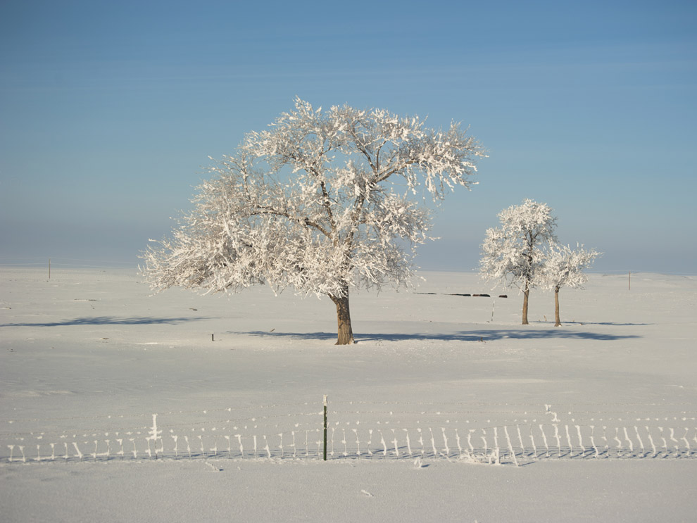 sneachda reòta air craobhan mar thoradh air el nino