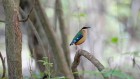 ‘Rainbow’, ‘like a cricket’: every bird in South Africa now has an isiZulu name