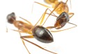 Ants amputate their nest-mates’ legs to save lives