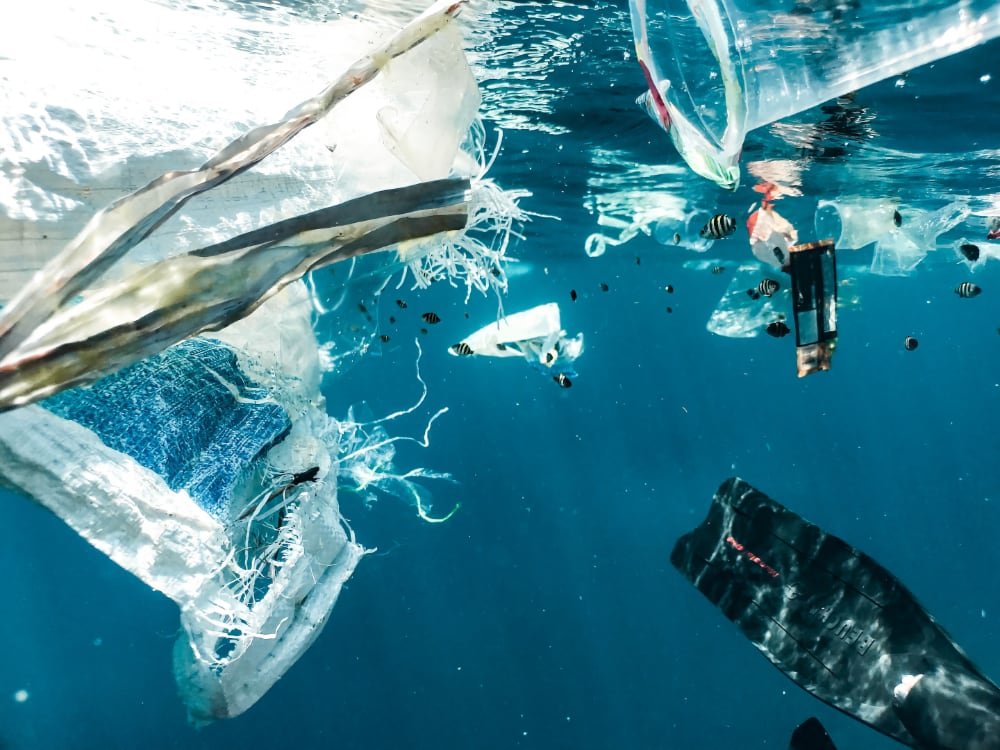 Fish swimming among trash in the ocean