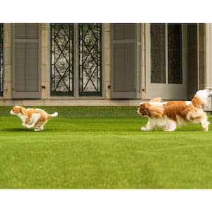 Premium Pet Turf 12 ft. Wide x Cut to Length Green Artificial Grass Turf