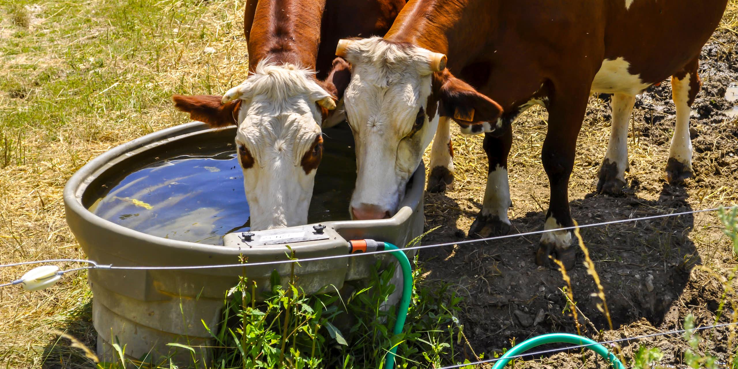 Deux vaches à un abreuvoir devant de l'herbe jaunie par la sécheresse