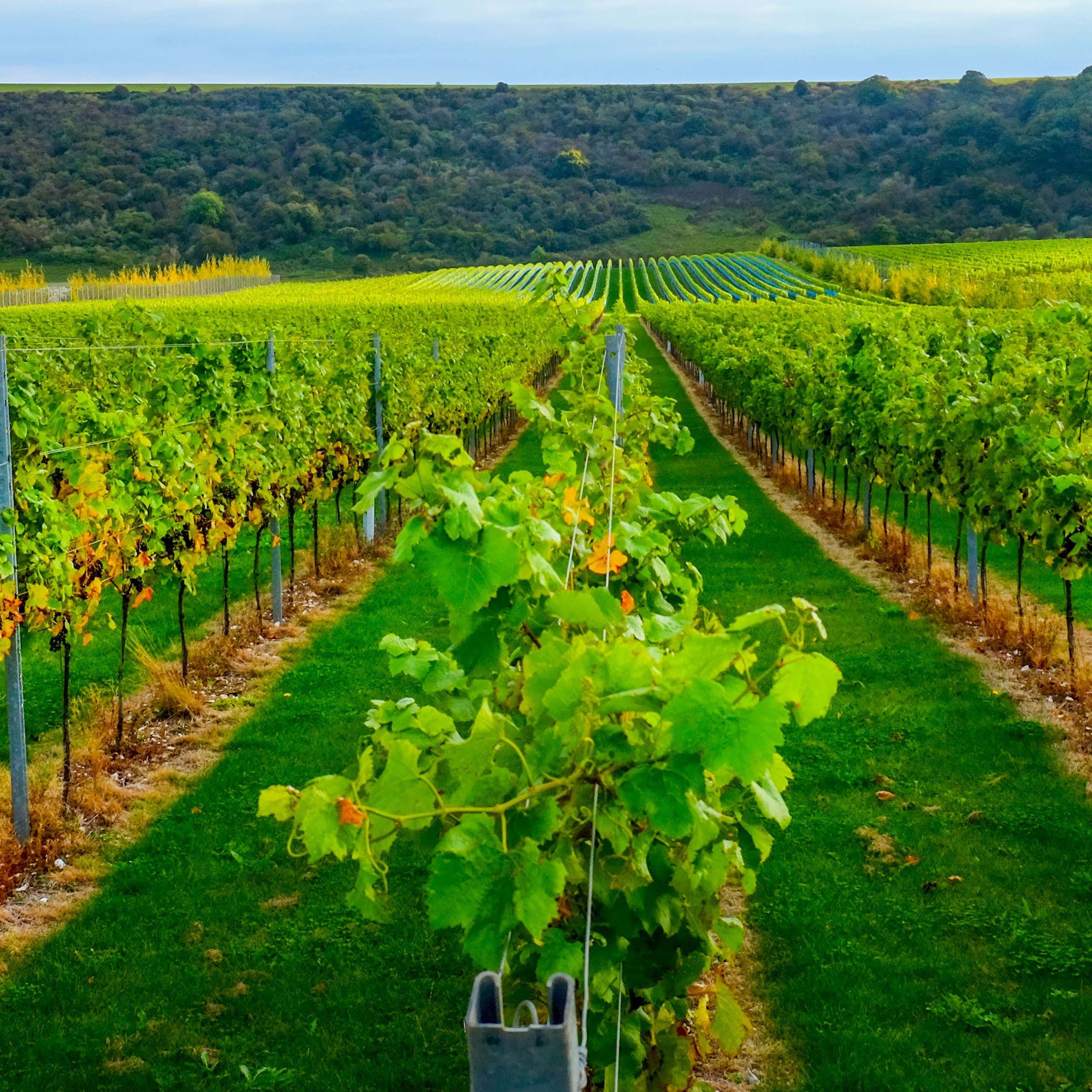 vignes dans le Sussex (Royaume-Uni)