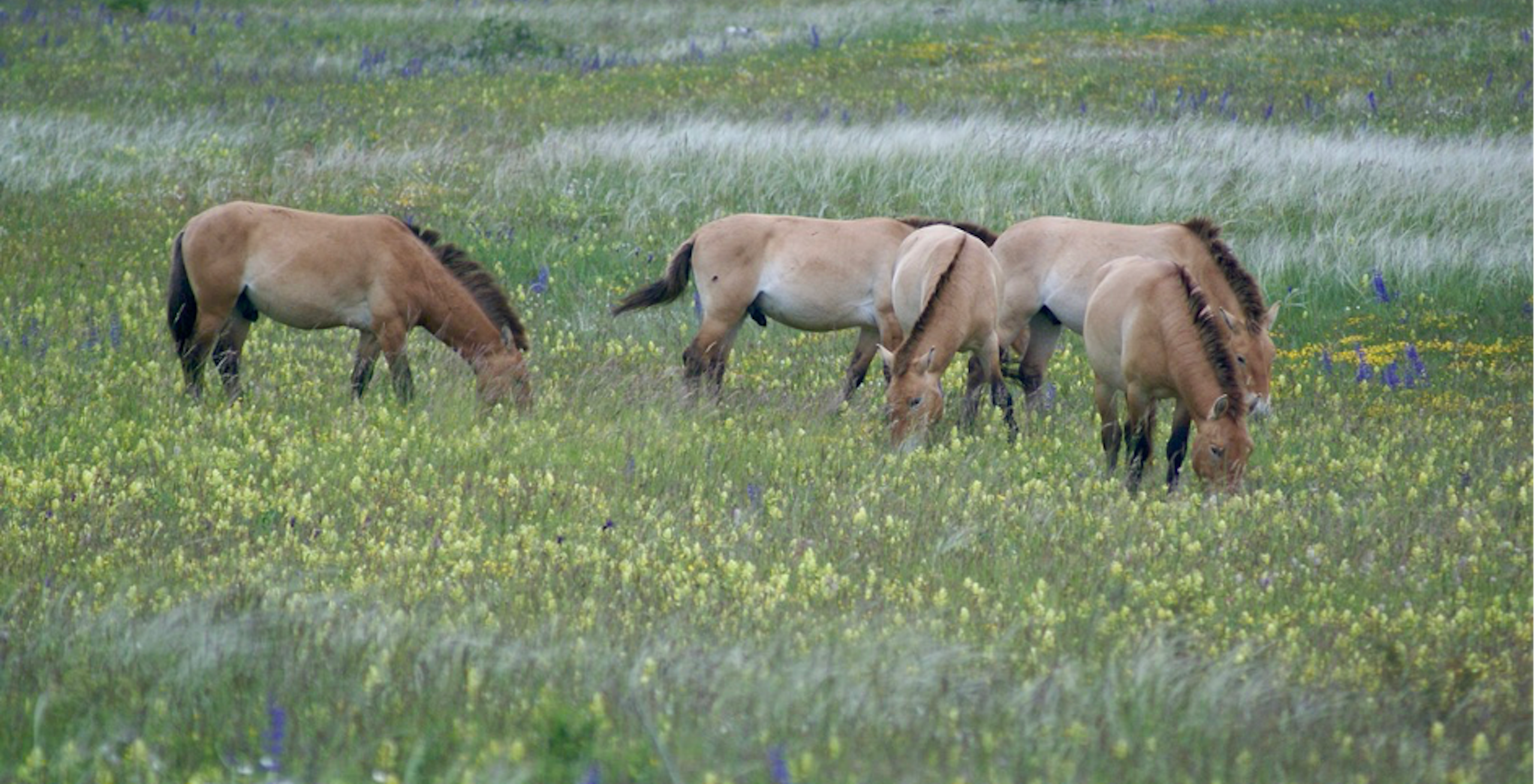 Quand l’introduction de chevaux de Przewalski en Lozère sauve l’espèce mais aussi l’environnement