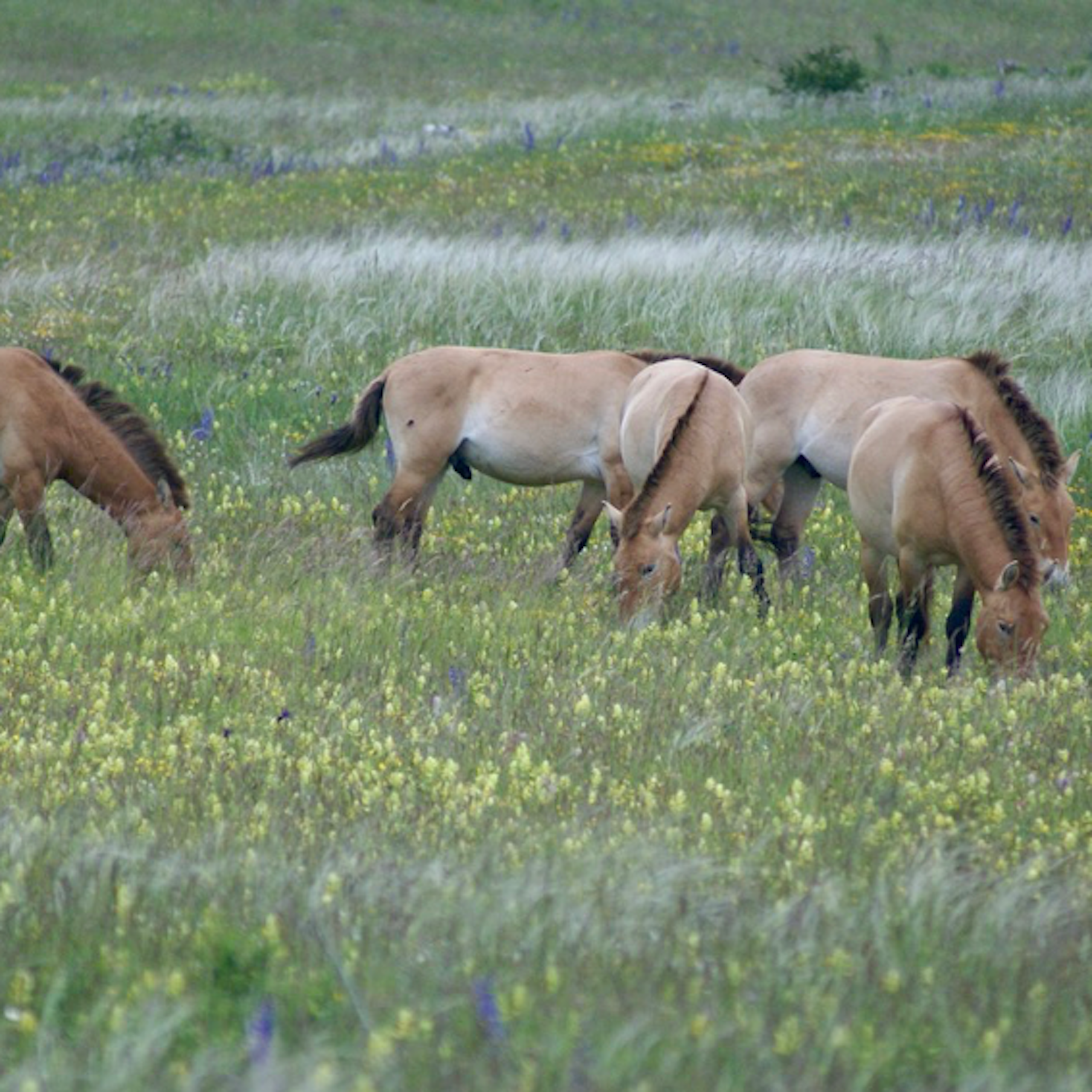 Quand l’introduction de chevaux de Przewalski en Lozère sauve l’espèce mais aussi l’environnement