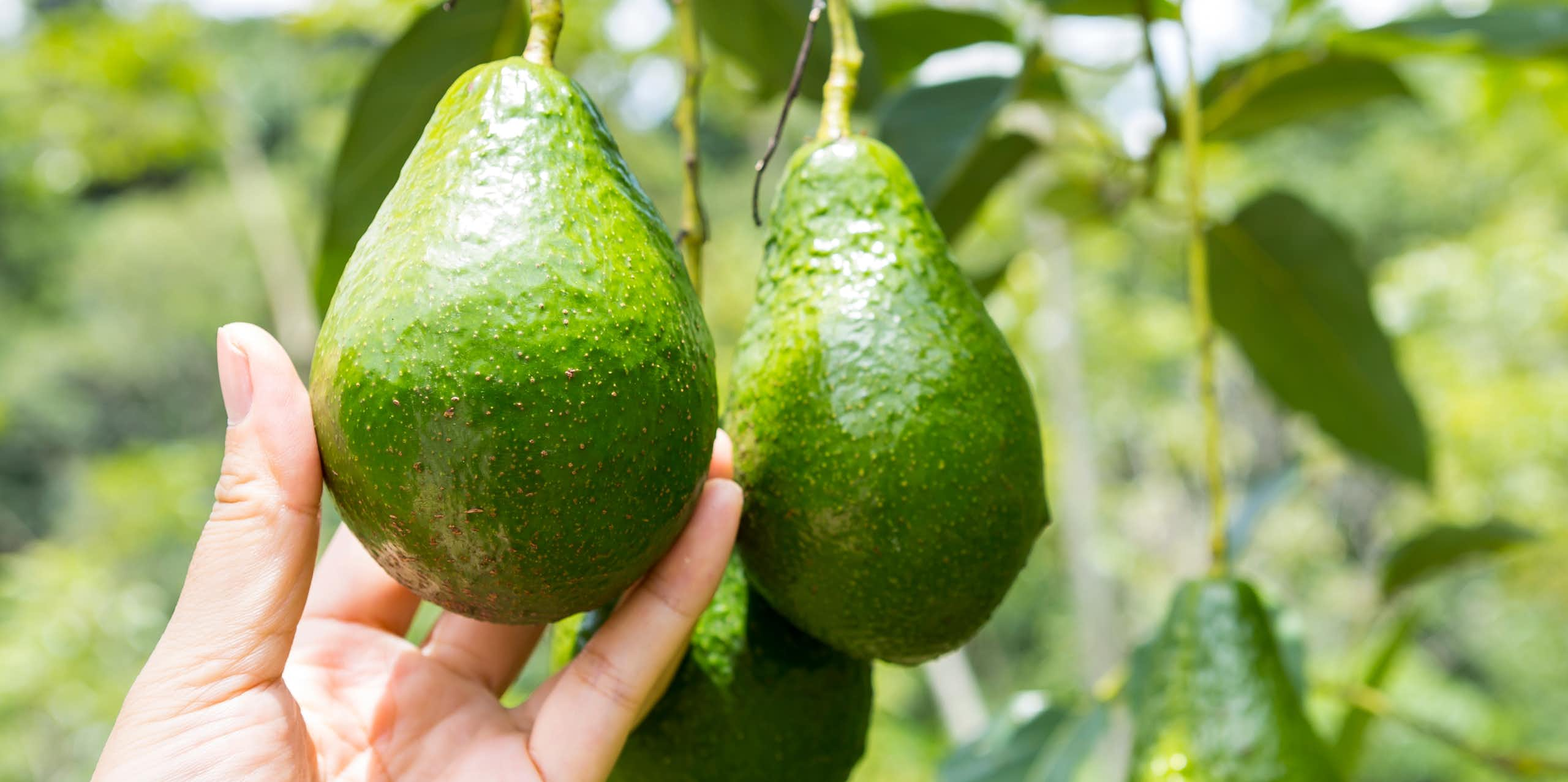 female hand reaching out to pick one of three ripe green avocado fruits hanging from tree