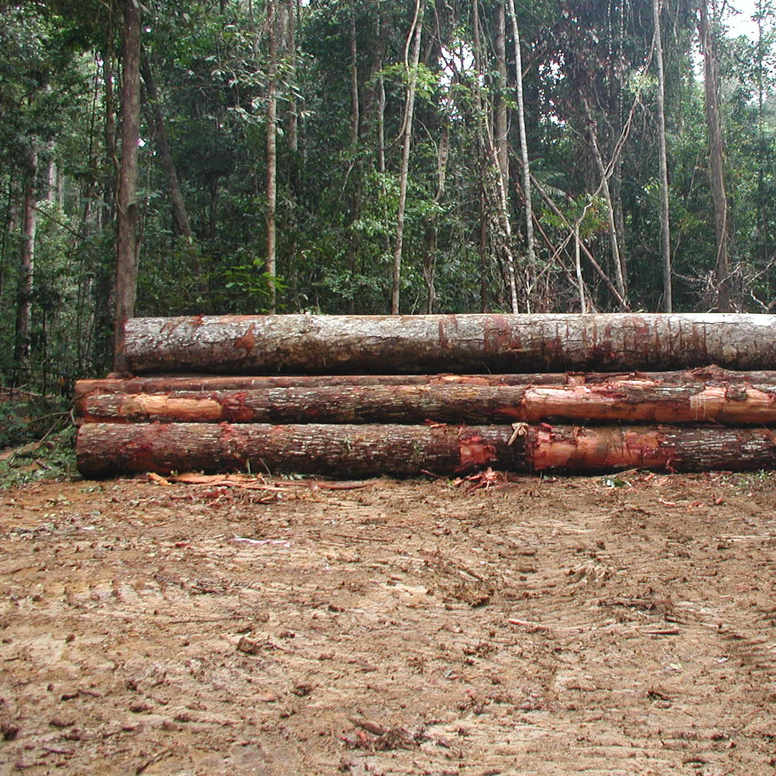 Comment exploiter les forêts tropicales de façon plus durable ?