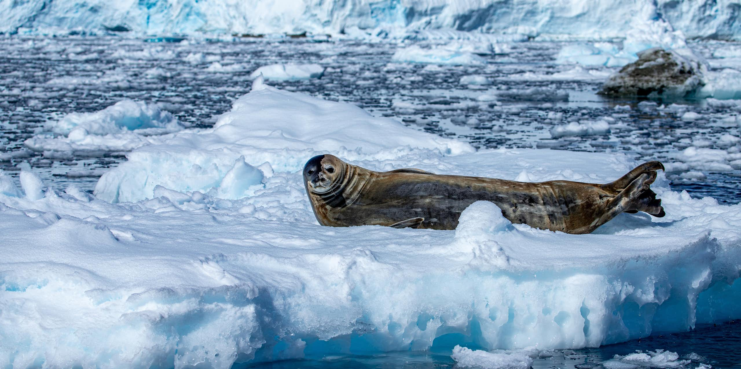 Un phoque de Weddell (Leptonychotes weddellii) repose sur une banquise sur la péninsule antarctique