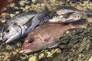 カゴ釣りの釣果の画像