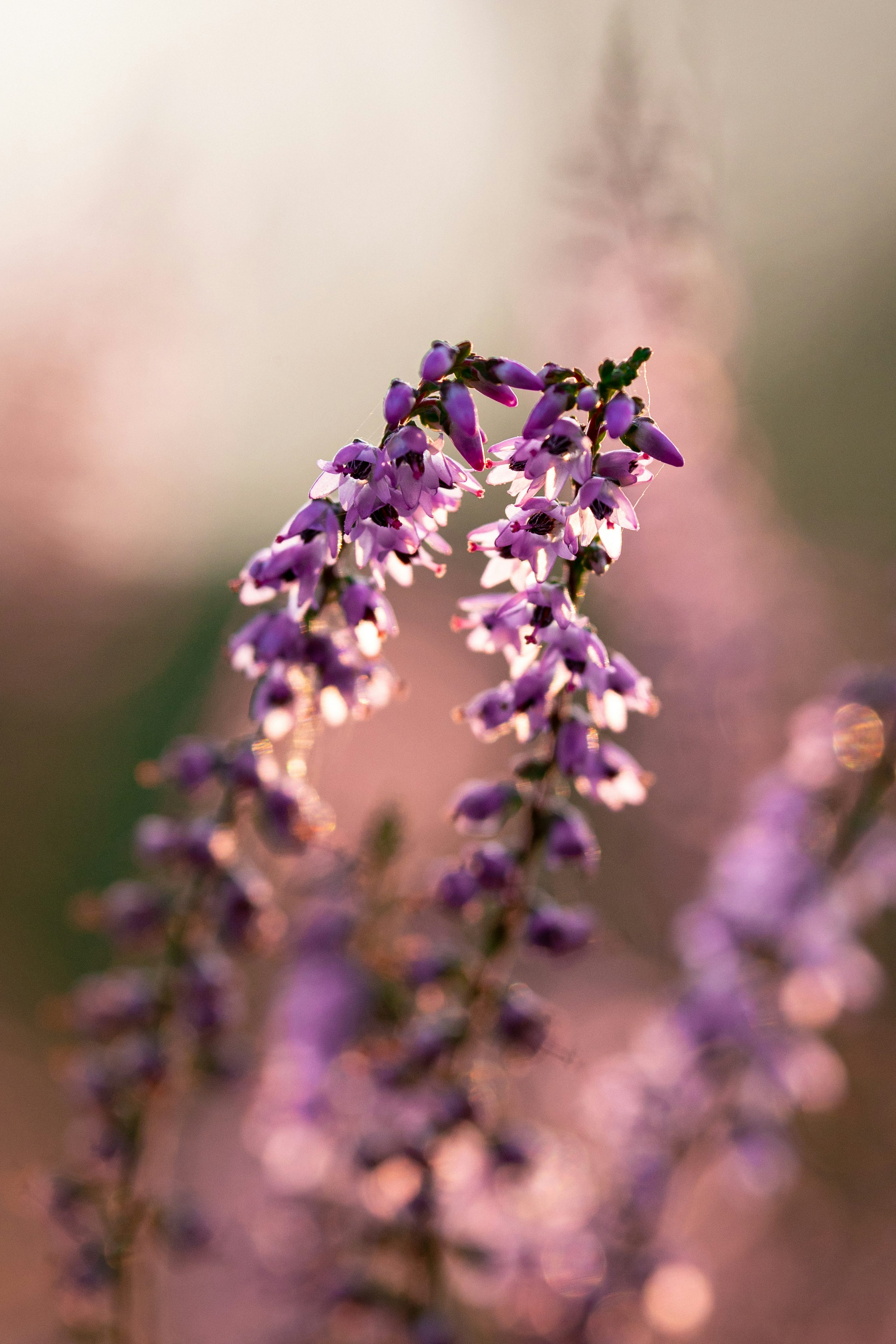 A close up of a purple flower with blurry background