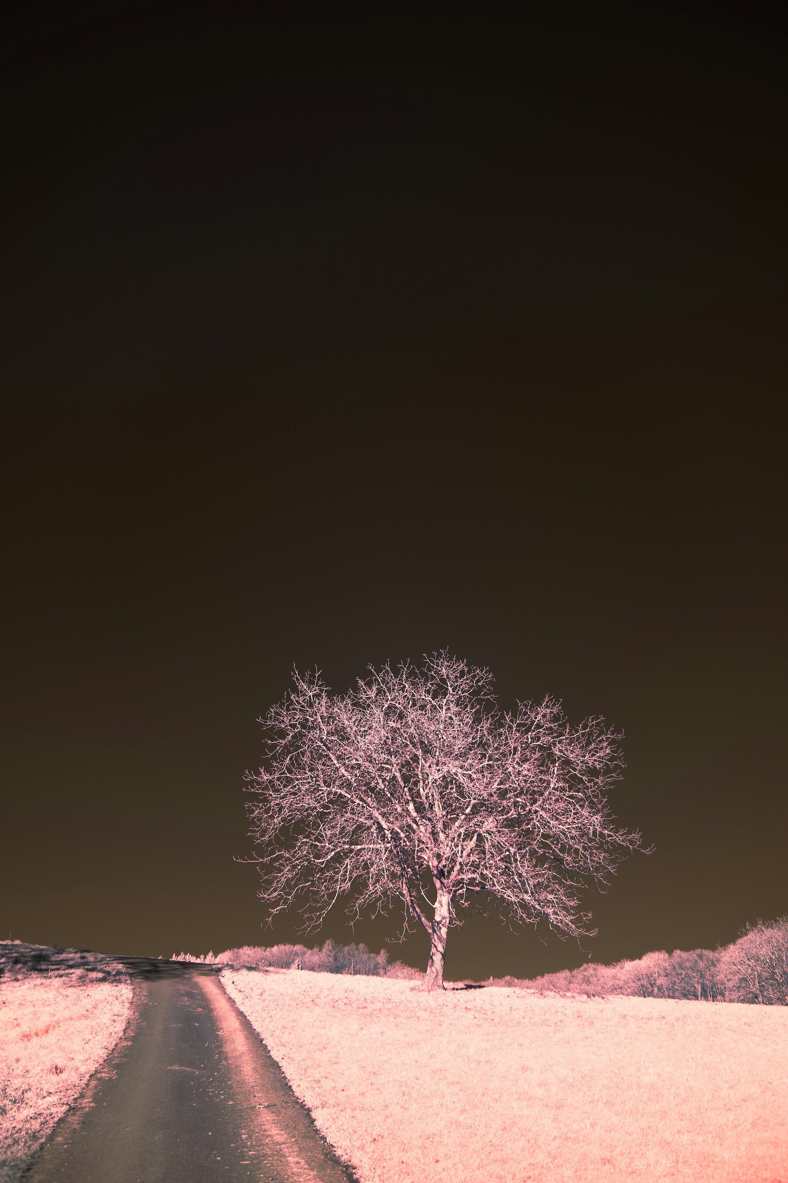 A lone tree stands in the middle of a snowy field