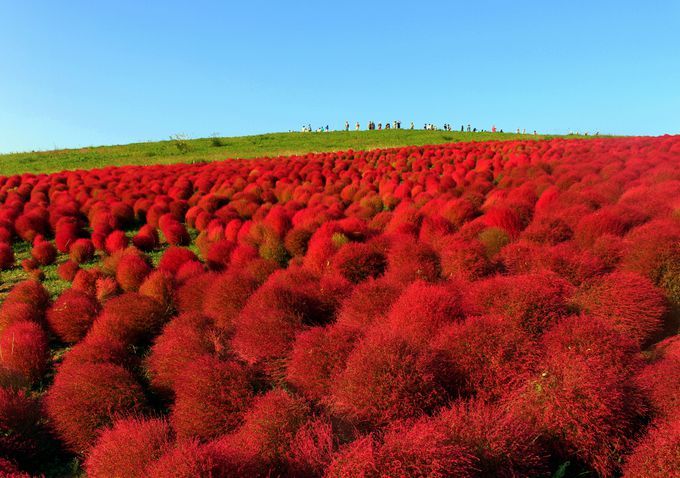 12位．国営ひたち海浜公園／茨城県