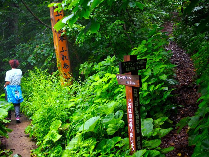 多彩なルートが整備されている白神山地の森の路