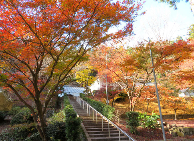 11位．大洞院／静岡県