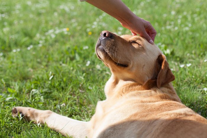 犬の介護