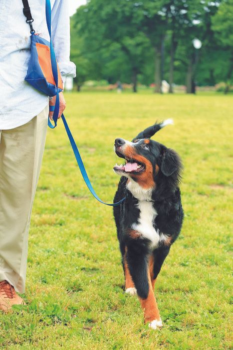 犬に必要な散歩量