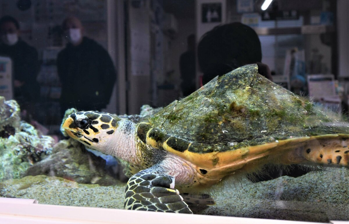 元気を取り戻し、一般公開されたウミガメ＝９日、岩美町牧谷の山陰海岸ジオパーク海と大地の自然館