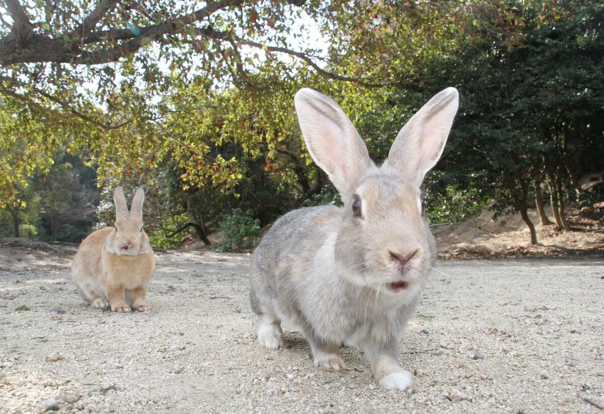 大久野島に生息するウサギ