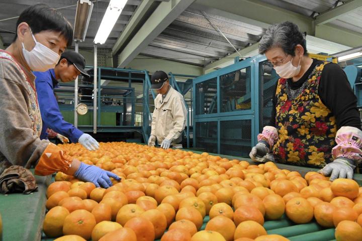 早生温州ミカンの出荷が始まったＪＡにしうわの中央選果場＝３日午前、八幡浜市江戸岡１丁目