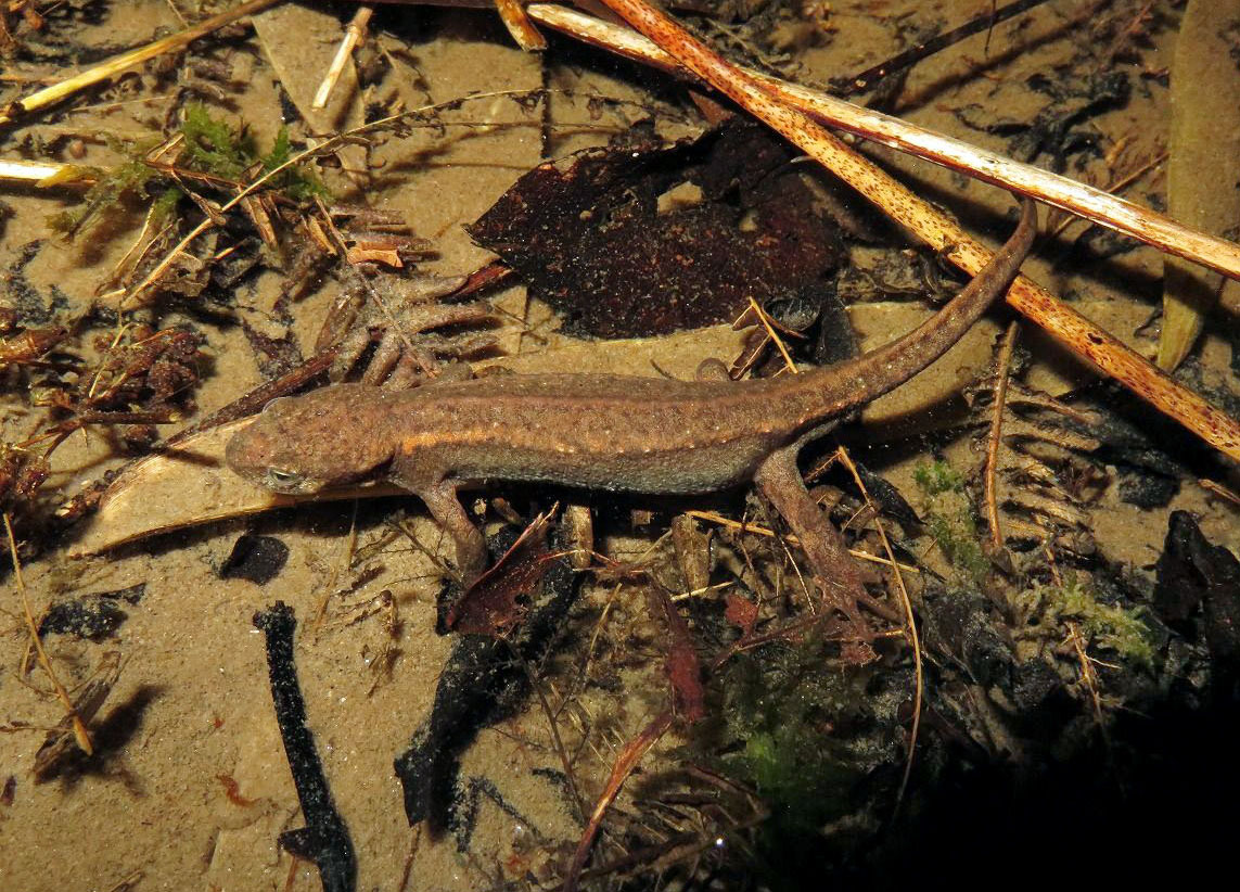 約50年ぶりに発見された、愛知県の渥美半島で絶滅したと考えられていたアカハライモリの「渥美種族」＝2024年4月、愛知県豊橋市（愛知教育大提供）