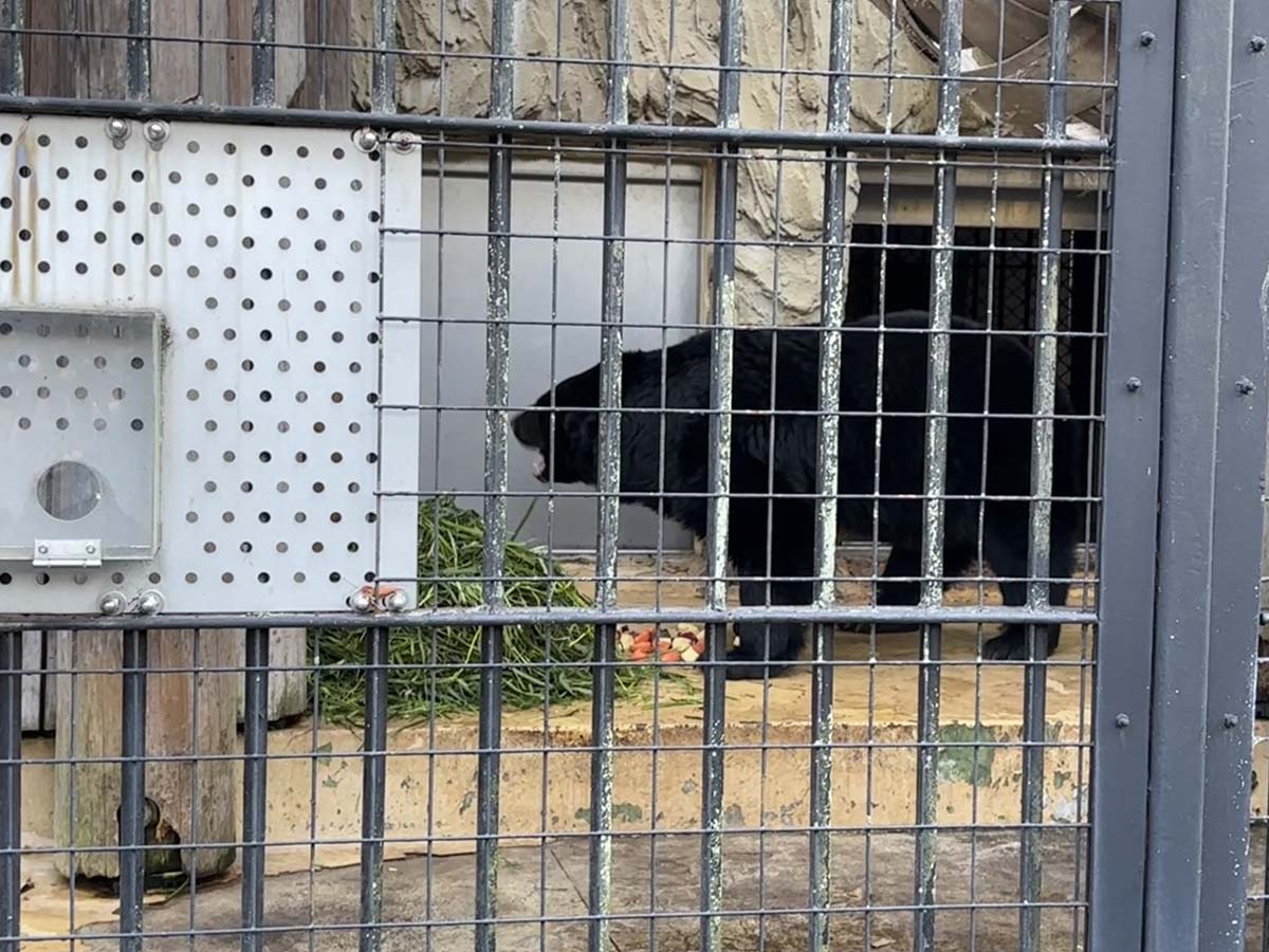 児玉雨子 野毛山動物園 ツキノワグマ