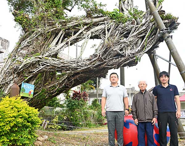 古里見守り続けた樹齢120年の名木を伐採へ　病で倒壊の恐れ　名護市大浦区民「寂しい」