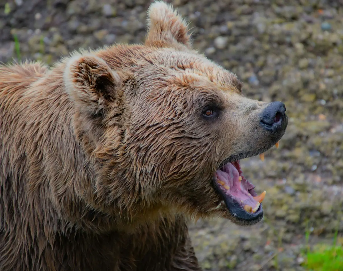 クマに顔を噛みちぎられた猟師、クマをタコスにして“究極の復讐”を果たす