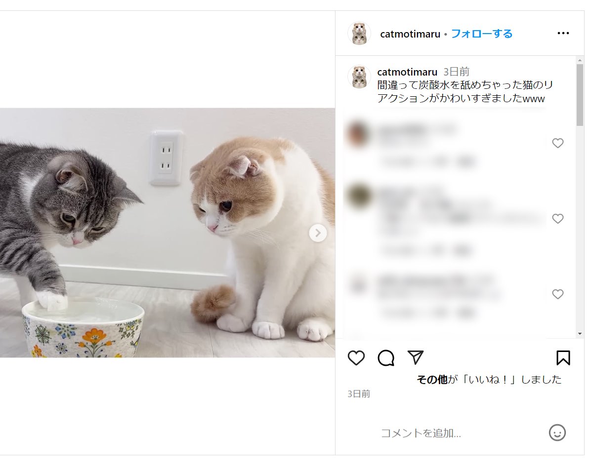 「本当クソ」猫に炭酸水与えた登録者200万人超えYouTuberに批判殺到…病気招く可能性も