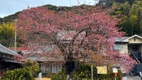 河津桜開花情報　2025/02/21版