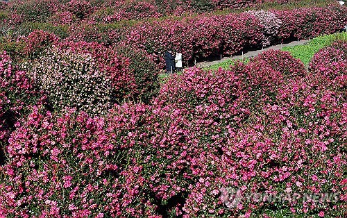 済州島でツバキ満開