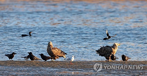 水辺の鳥たち