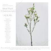 Mind Plant［Chamelaucium］