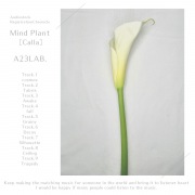 Mind Plant［Calla］