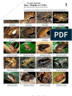 155 Cuba Anfibios y Reptiles